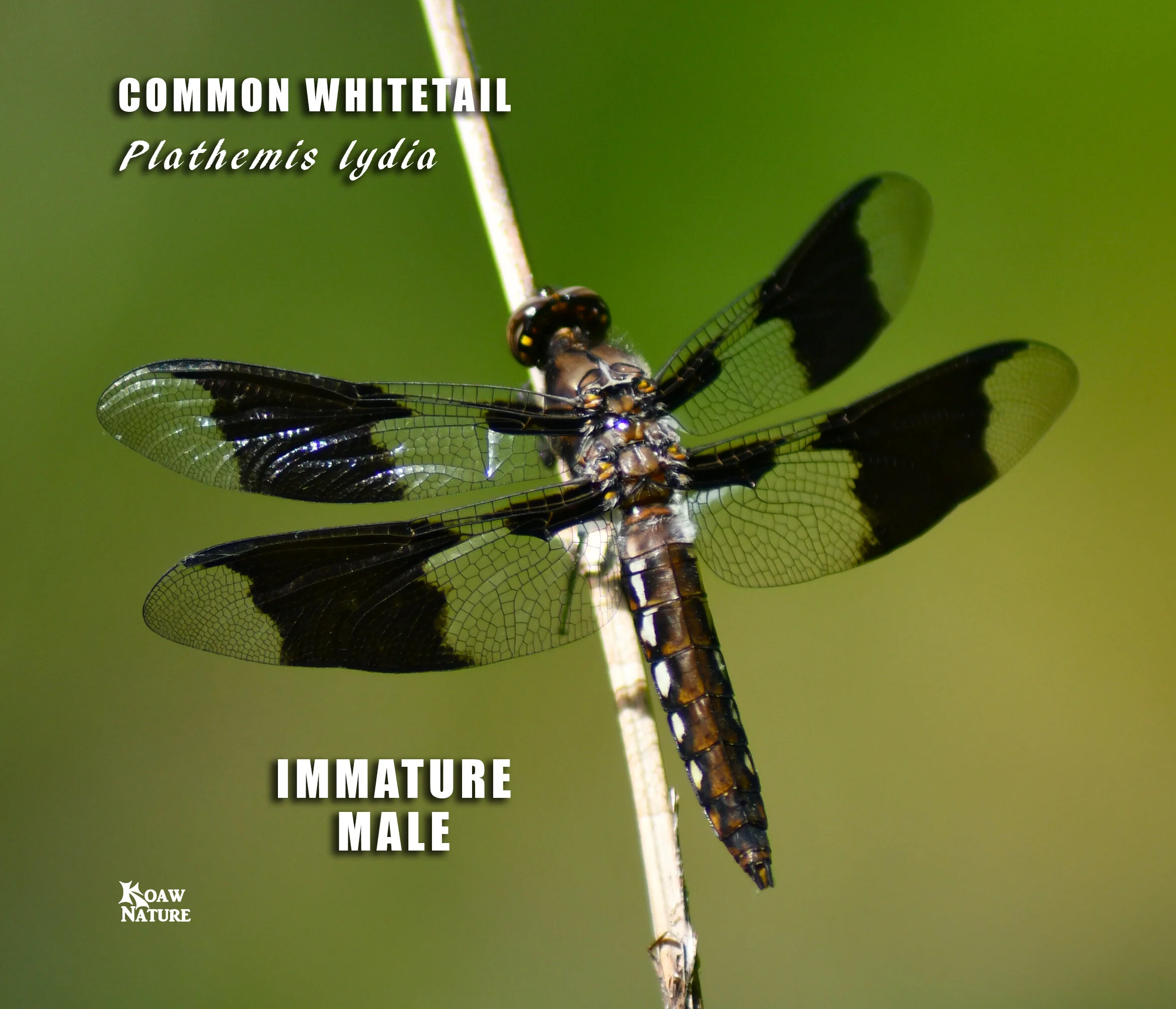標本 Macrodontia flavipennis 61mm female BOLD Systems: Taxonomy Browser - Macrodontia {genus}